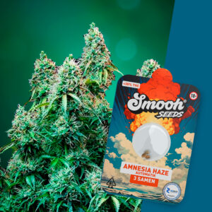 Smooh Cannabis Samen Amnesia Haze