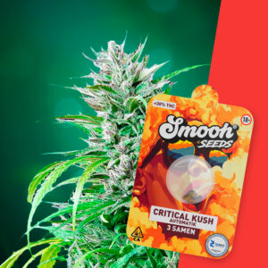 Smooh Cannabis Samen Critical Kush